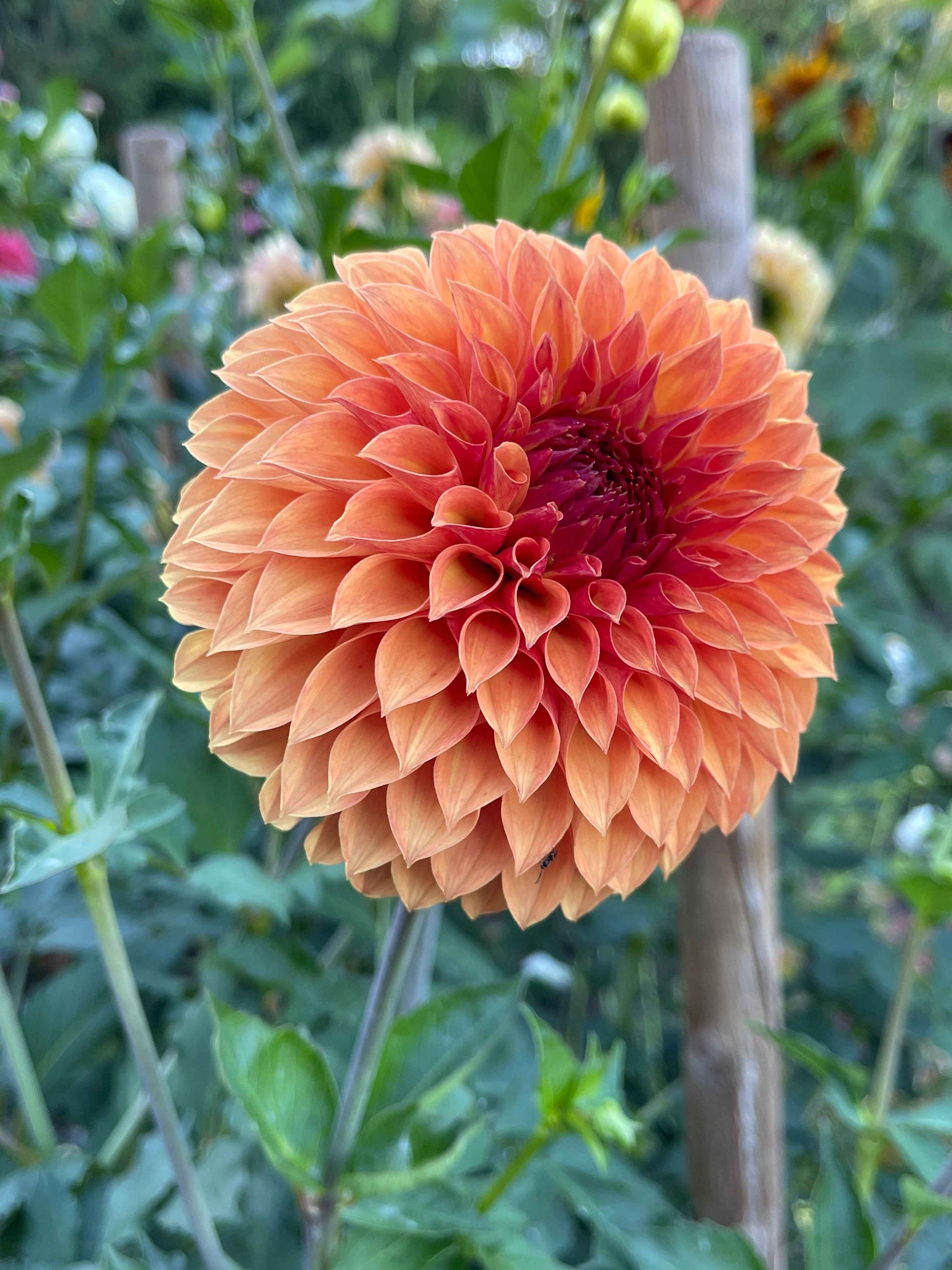 Seeds: Dahlia Solos - Verrone's Sandra J