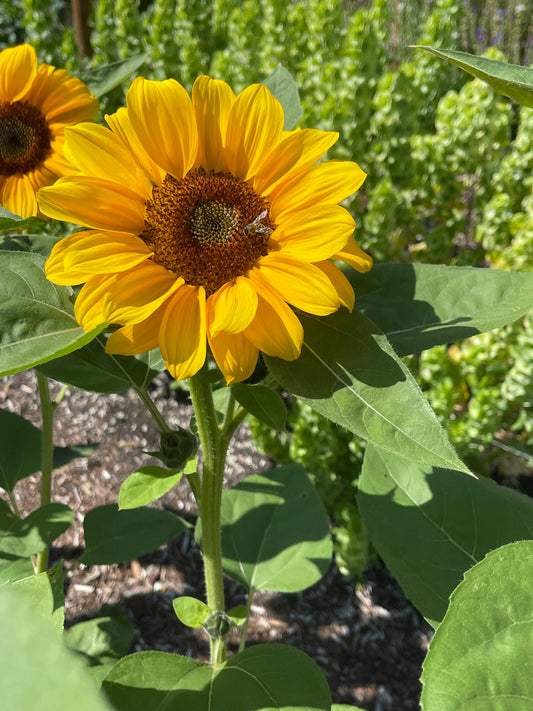 Seeds:‎ Sunflower - Vincent's Choice Brown Disc (F1)