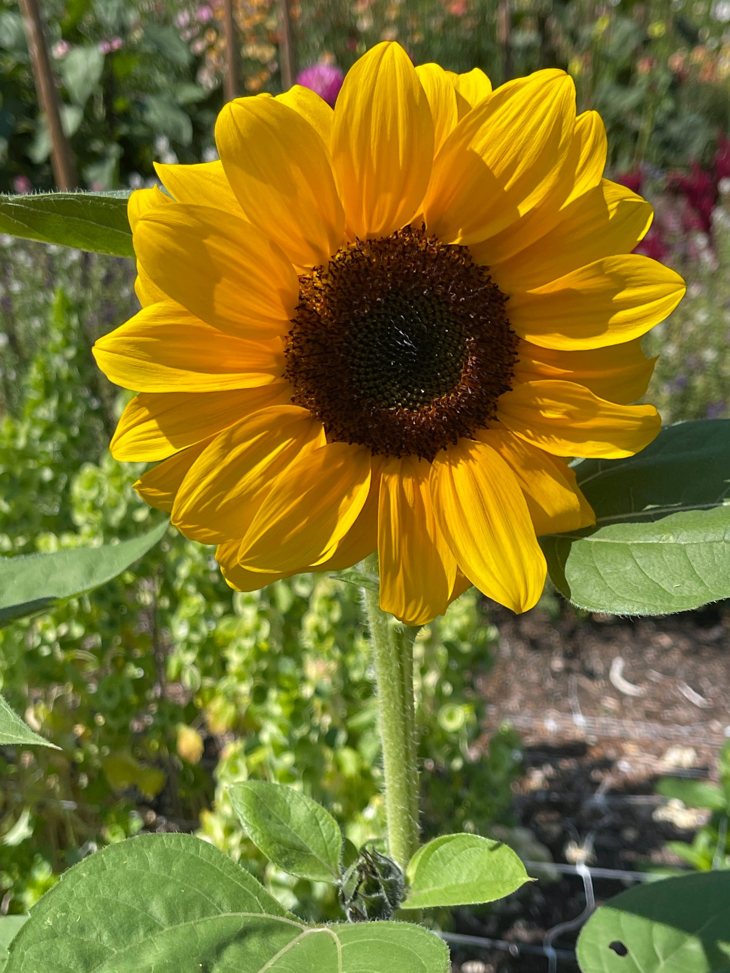 Seeds:‎ Sunflower - Vincent's Choice Brown Disc (F1)