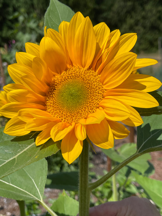 Seeds:‎ Sunflower - Vincent's Choice Green Disc (F1)