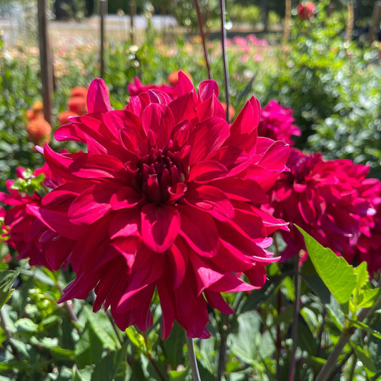 Seeds: Dahlia Mix - River's