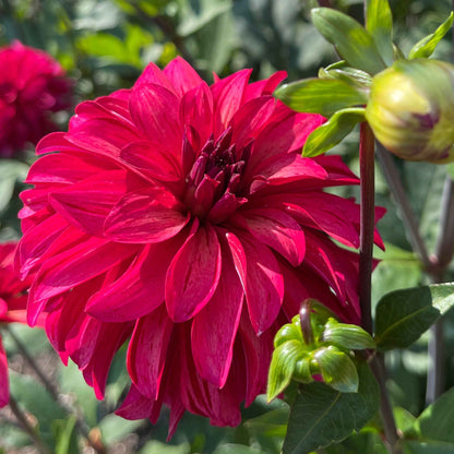 Dahlia Tuber:‎ WB's Bailey Dawn