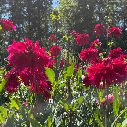 Dahlia Tuber:‎ WB's Bailey Dawn