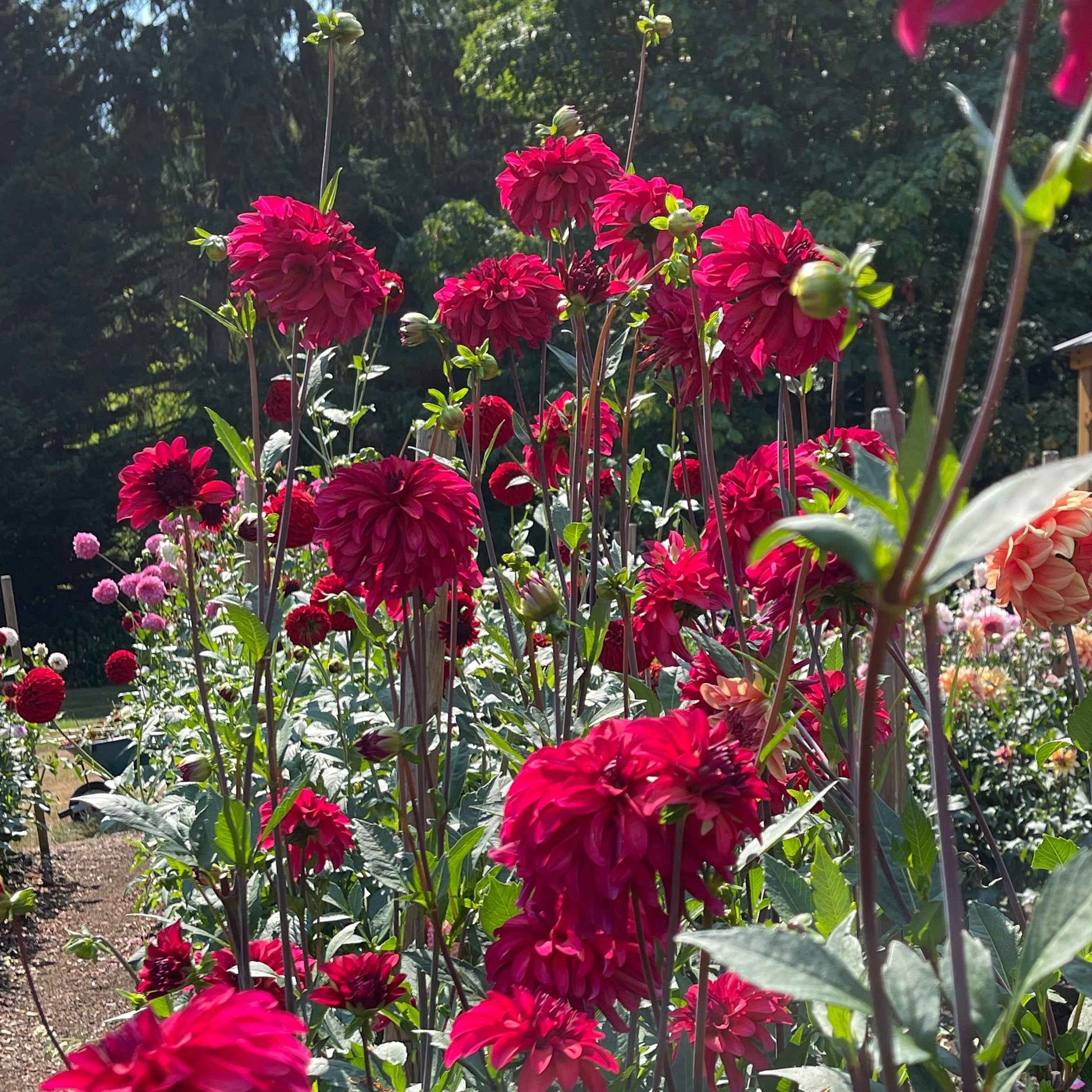 Dahlia Tuber:‎ WB's Bailey Dawn