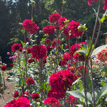 Dahlia Tuber:‎ WB's Bailey Dawn