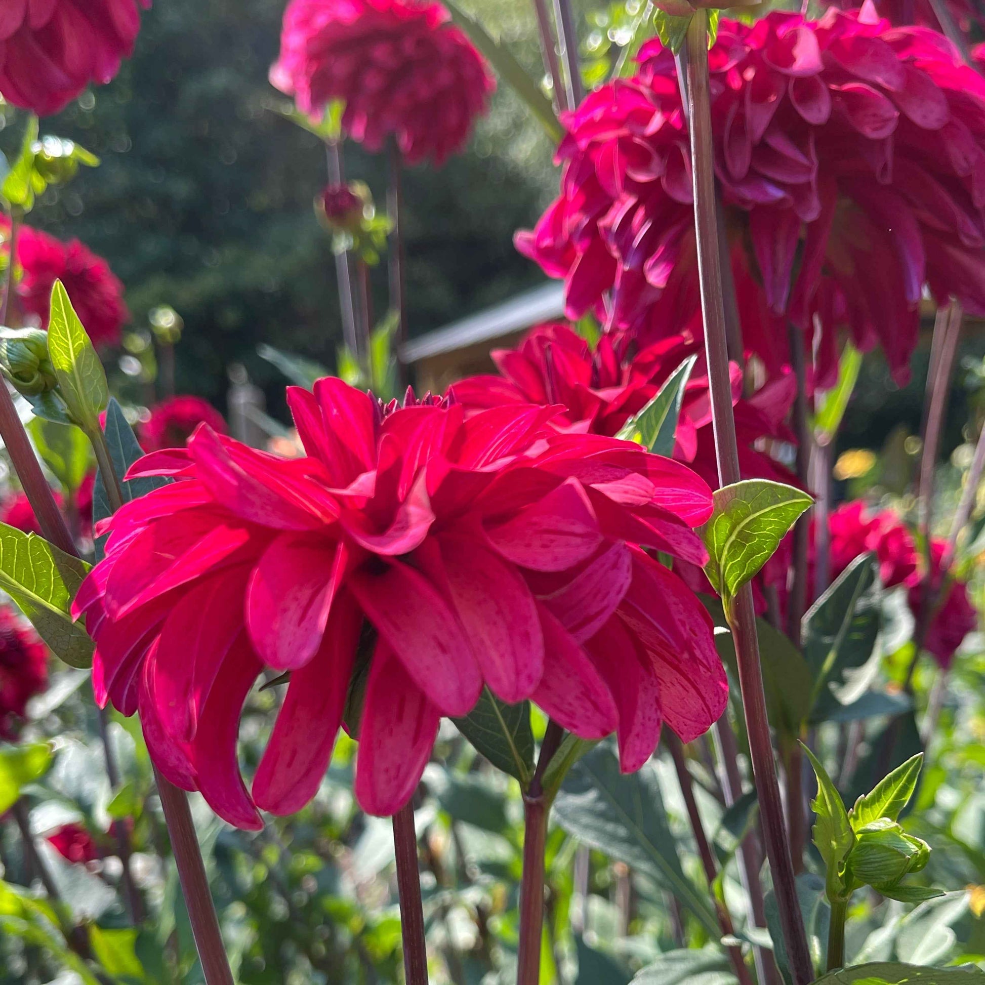 Dahlia Tuber:‎ WB's Bailey Dawn