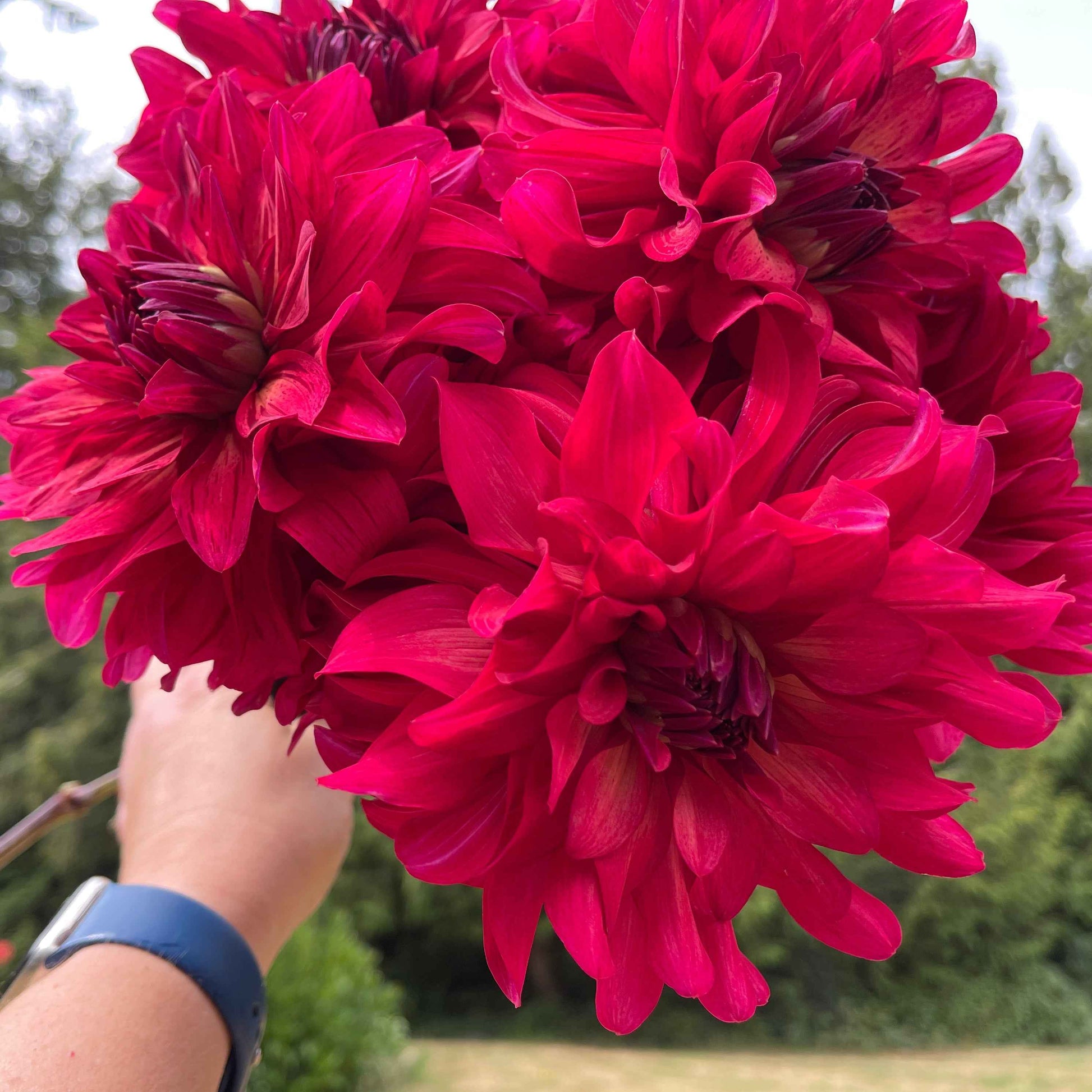 Dahlia Tuber:‎ WB's Bailey Dawn