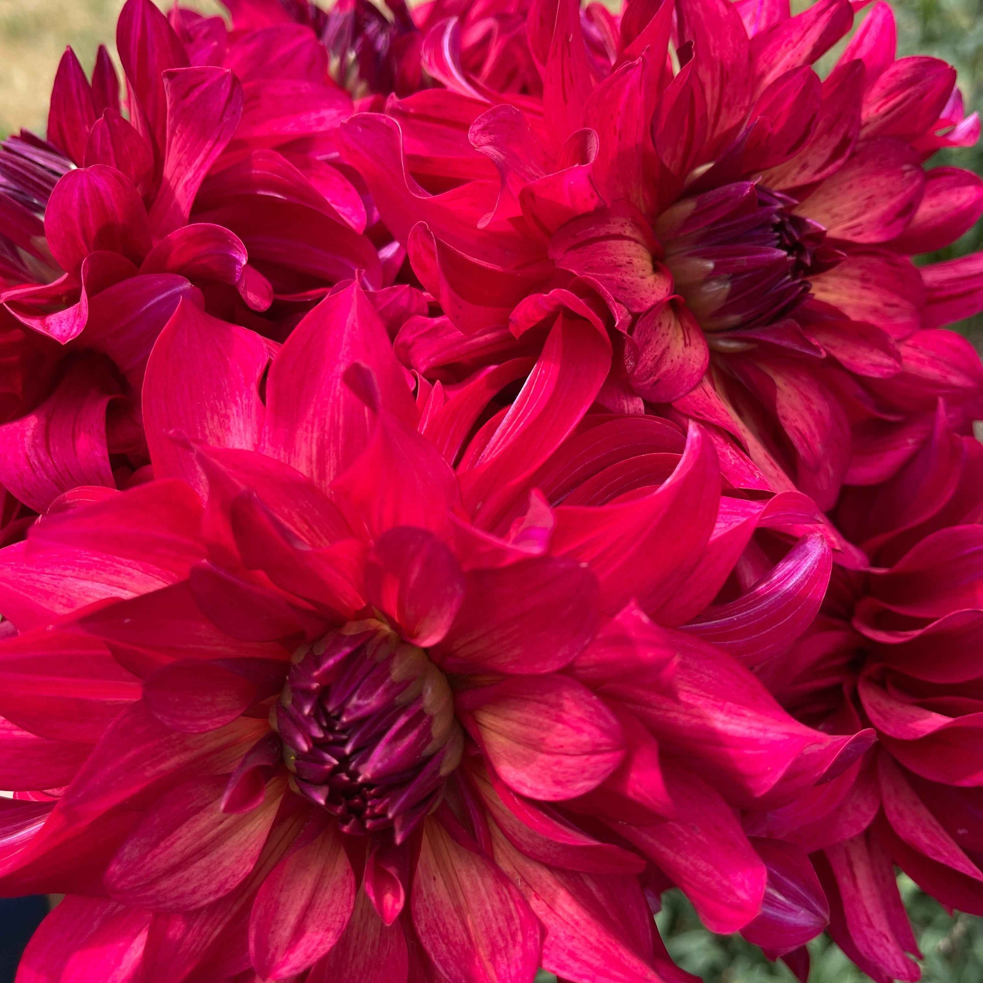 Dahlia Tuber:‎ WB's Bailey Dawn