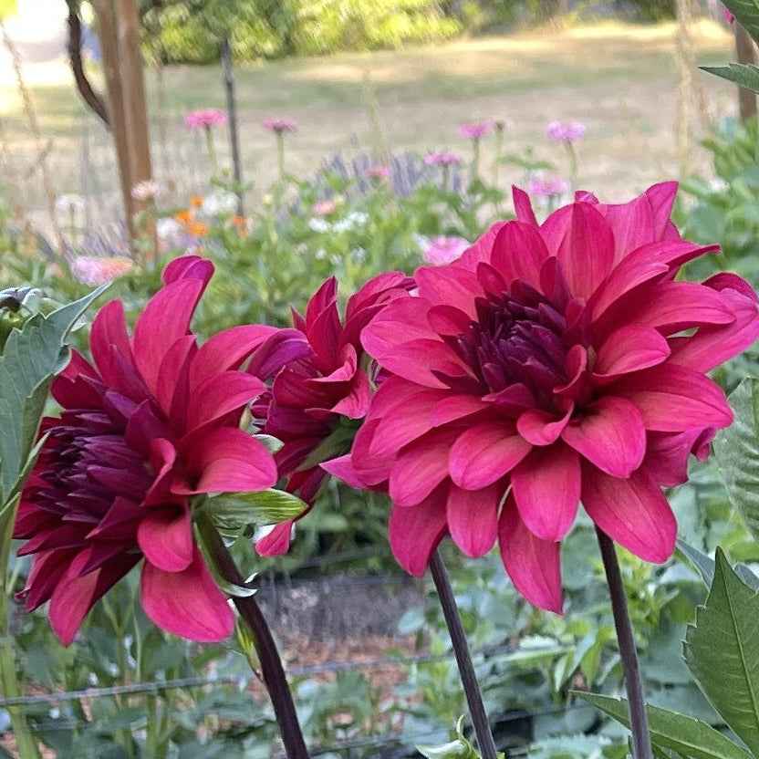 Dahlia Tuber:‎ WB's Bailey Dawn