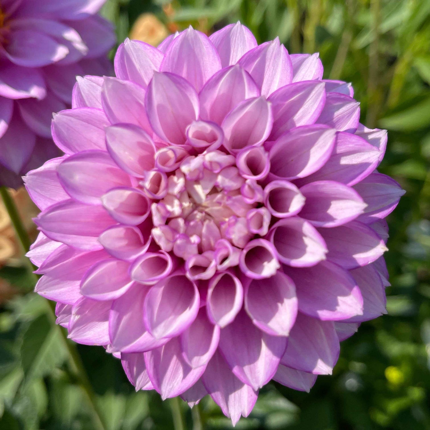 Seeds: Dahlia Mix - River's
