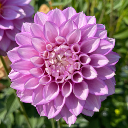 Seeds: Dahlia Mix - River's