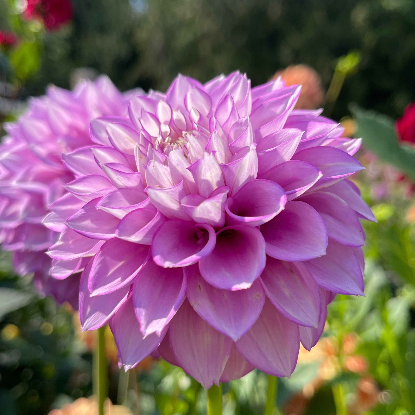Seeds: Dahlia Mix - Cutting Garden