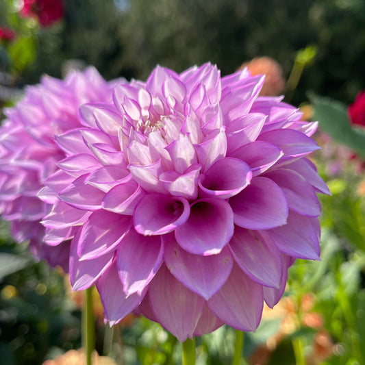 Seeds: Dahlia Mix - Cutting Garden