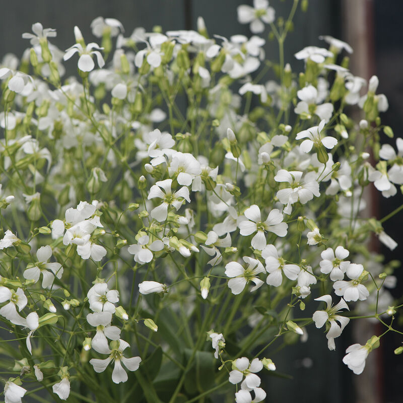 Soapwort White Beauty - Sugar Moon Gardens