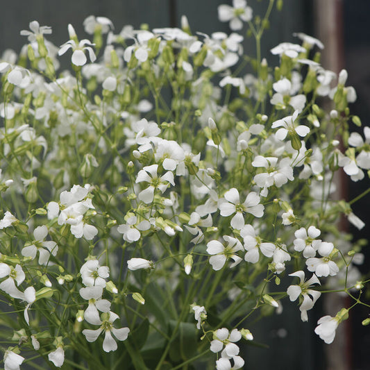 Soapwort White Beauty - Sugar Moon Gardens