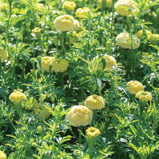 Flower Plant: French Marigold seedlings (4-pack)