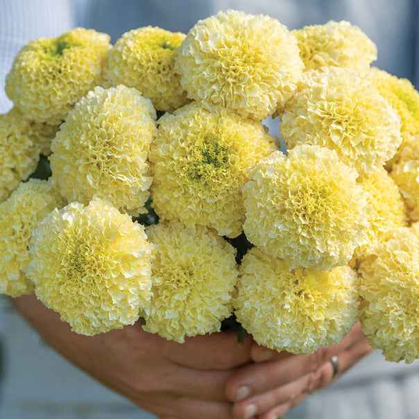 Flower Plant: French Marigold seedlings (4-pack)