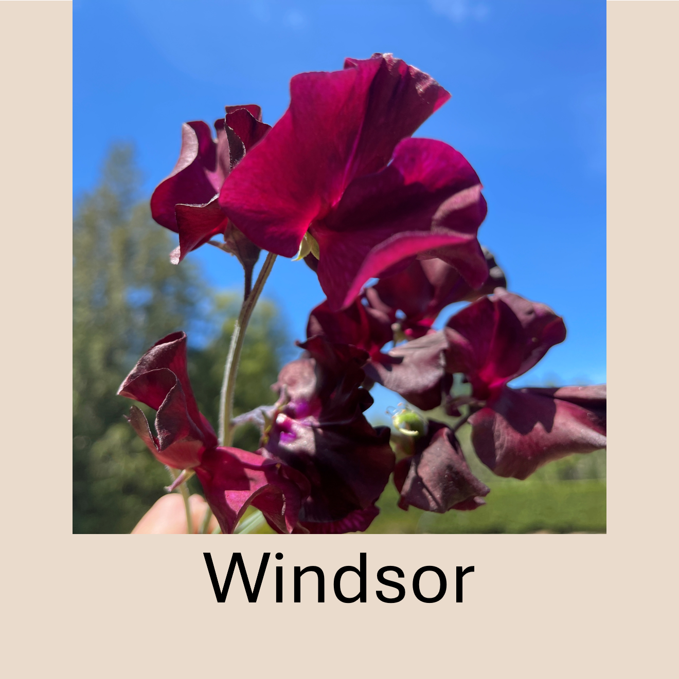 Flower Plant:‎ Sweet Peas - 2 per pot