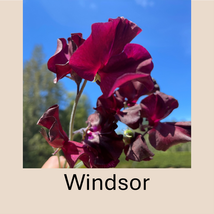 Flower Plant:‎ Sweet Peas - 2 per pot