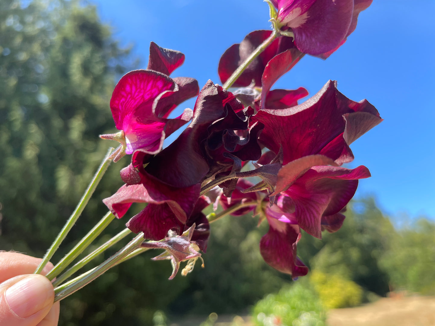 Sweet Pea Seeds: Windsor