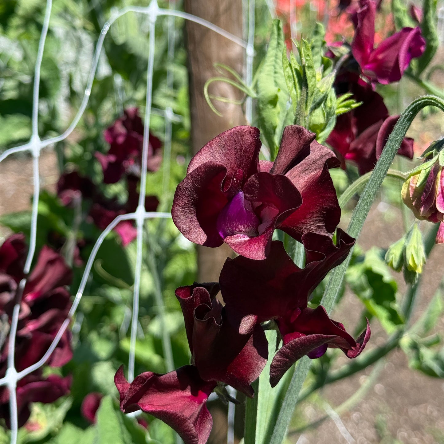 Sweet Pea Windsor - Sugar Moon Gardens