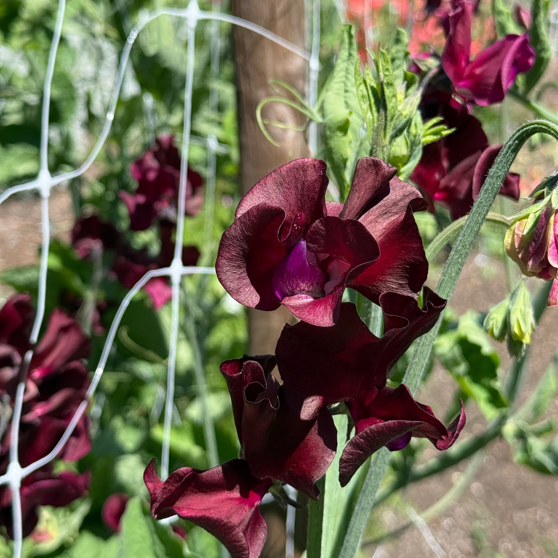 Sweet Pea Windsor - Sugar Moon Gardens