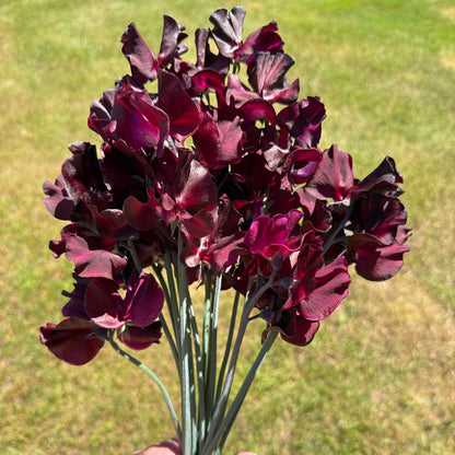 Sweet Pea Windsor - Sugar Moon Gardens
