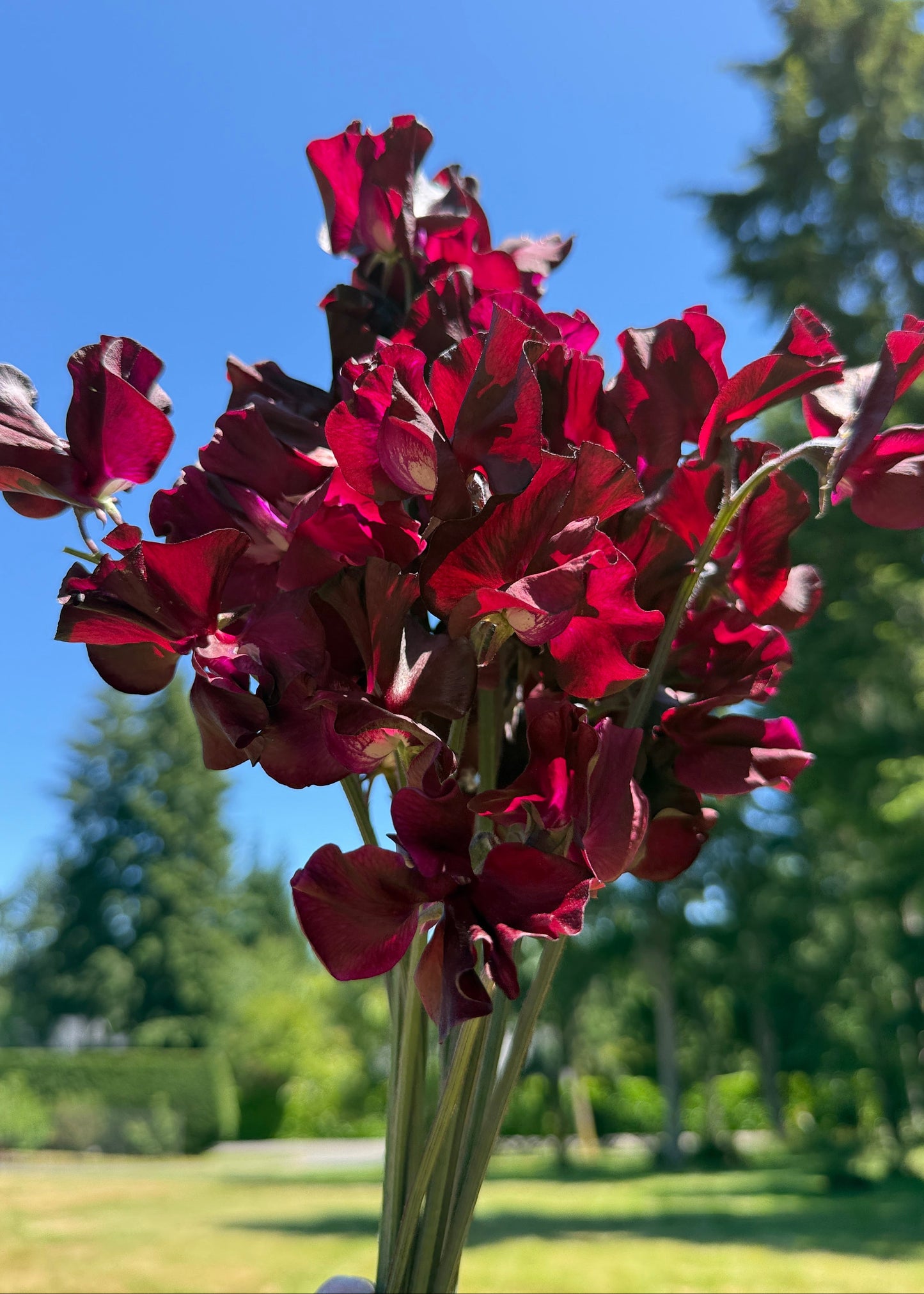 Sweet Pea Windsor - Sugar Moon Gardens