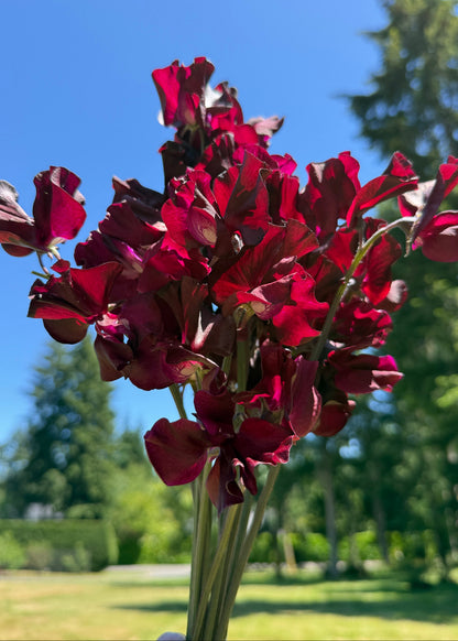 Sweet Pea Windsor - Sugar Moon Gardens