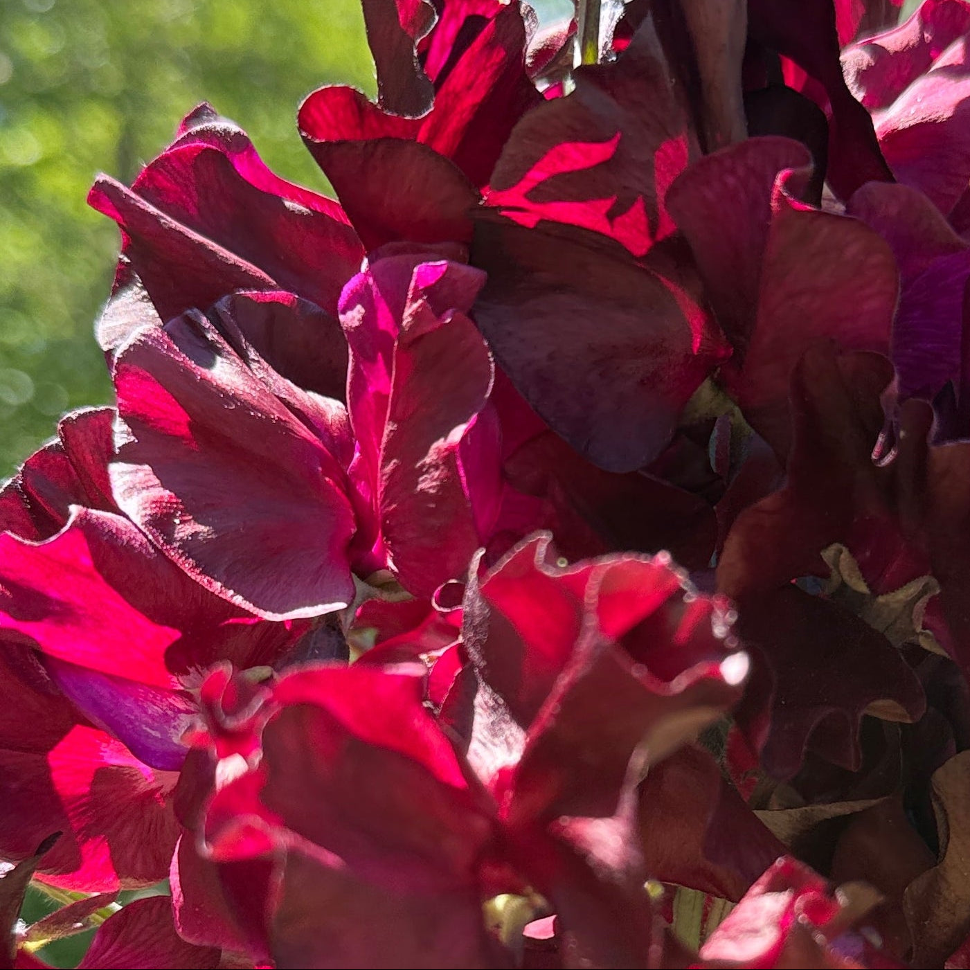 Sweet Pea Windsor - Sugar Moon Gardens