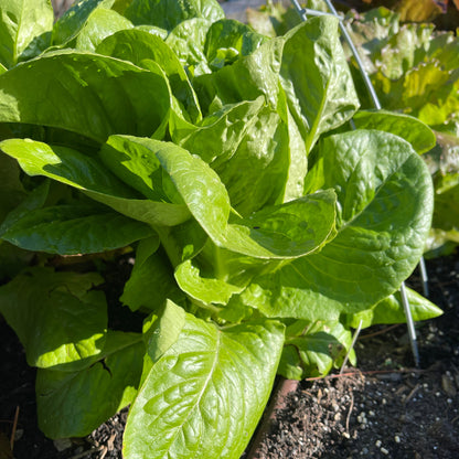 Seeds: Lettuce: Winter's Density - Sugar Moon Gardens