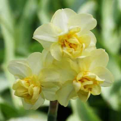 Daffodil bulb: Yellow Cheerfulness