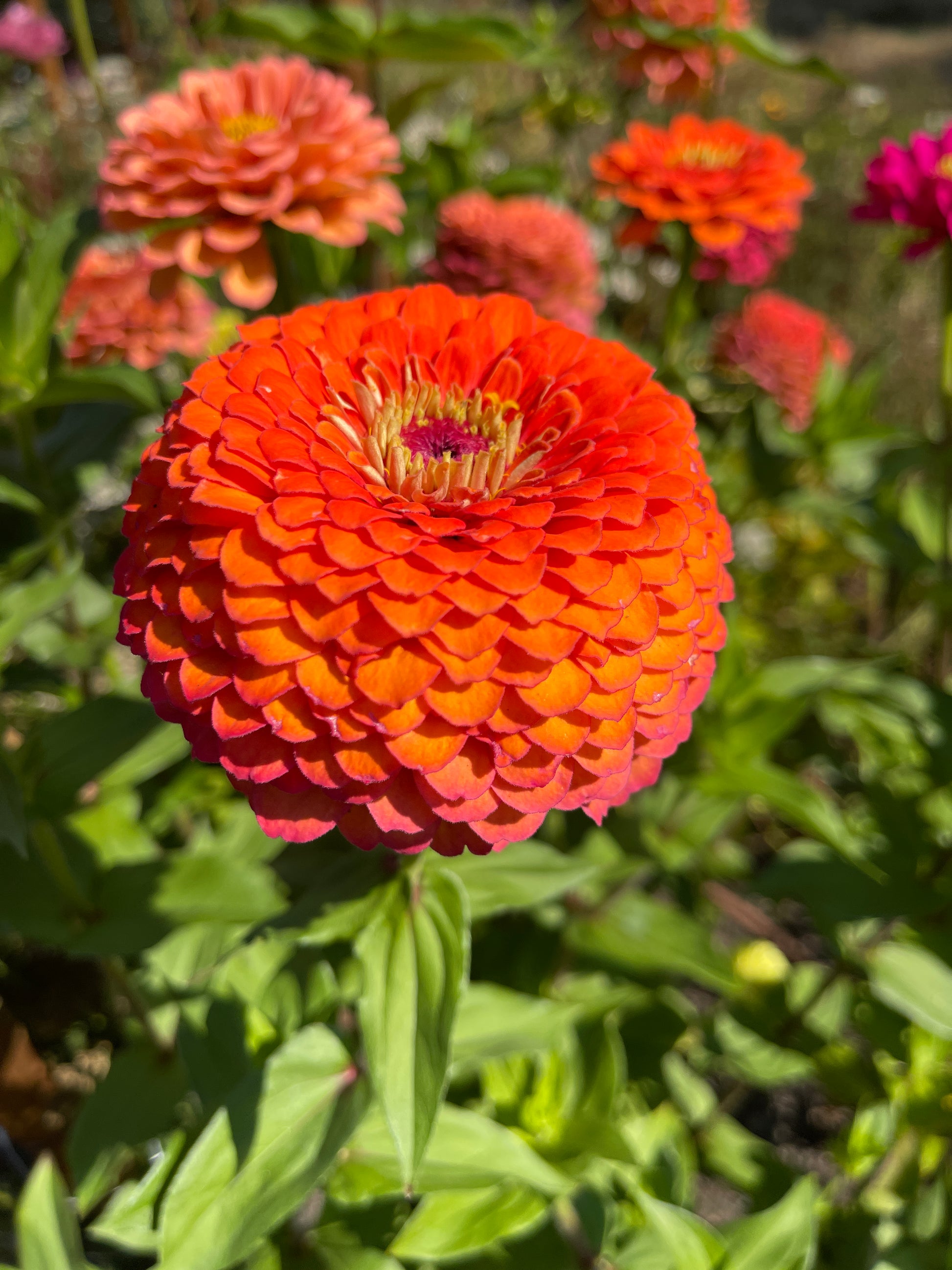 Seeds: Zinnia Solos - Orange Ombre Giant - Sugar Moon Gardens