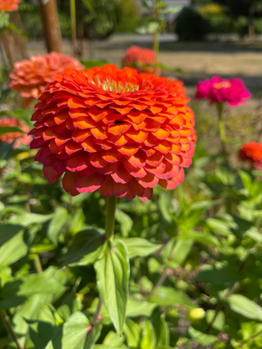 Seeds: Zinnia Solos - Orange Ombre Giant - Sugar Moon Gardens