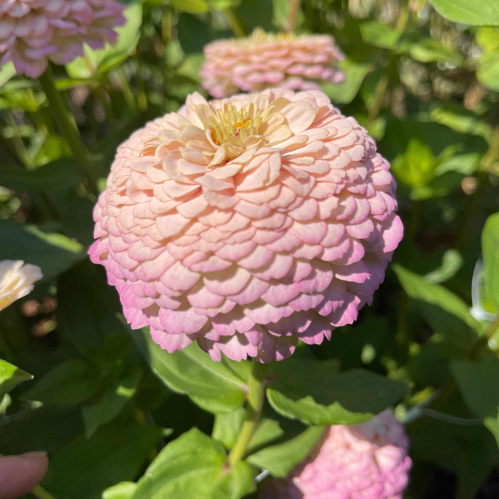 Seeds: Zinnia Solos - Pink Ombre - Sugar Moon Gardens