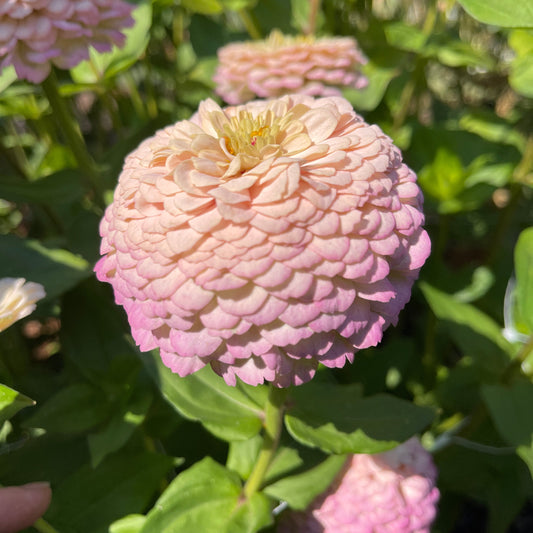Seeds: Zinnia Solos - Pink Ombre - Sugar Moon Gardens