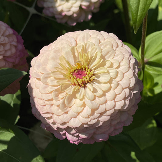 Seeds: Zinnia Solos - Pink Ombre - Sugar Moon Gardens