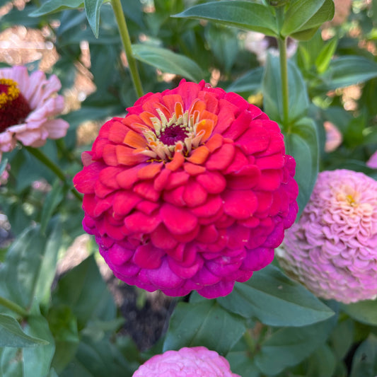 Seeds: Zinnia Solos - Rainbow - Sugar Moon Gardens