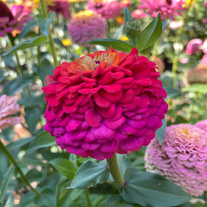 Seeds: Zinnia Solos - Rainbow - Sugar Moon Gardens