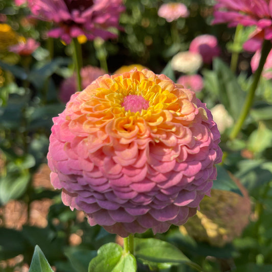 Seeds: Zinnia Solos - Gold Pink Ombre - Sugar Moon Gardens