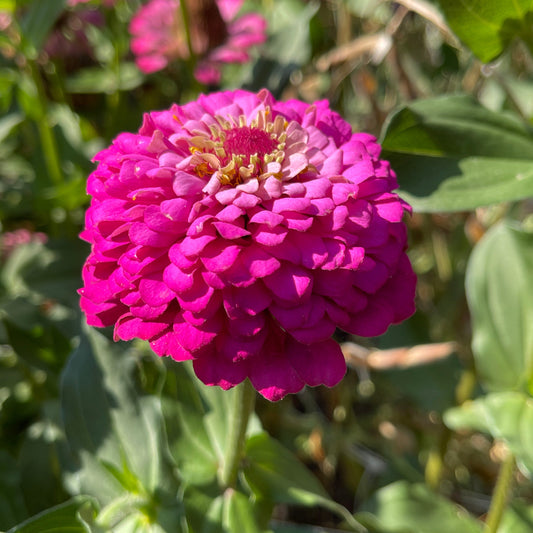 Seeds: Zinnia Solos - Fuchsia with Pink Halo - Sugar Moon Gardens