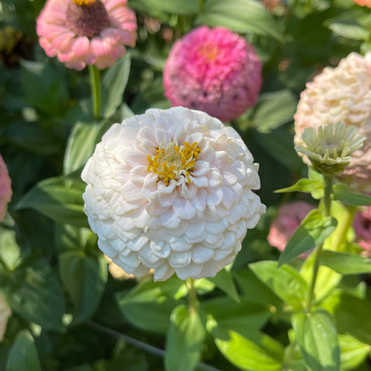 Seeds: Zinnia Solos - White - Sugar Moon Gardens