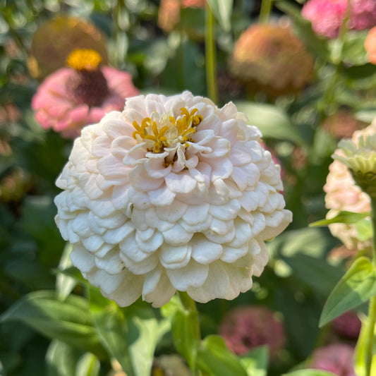 Seeds: Zinnia Solos - White - Sugar Moon Gardens