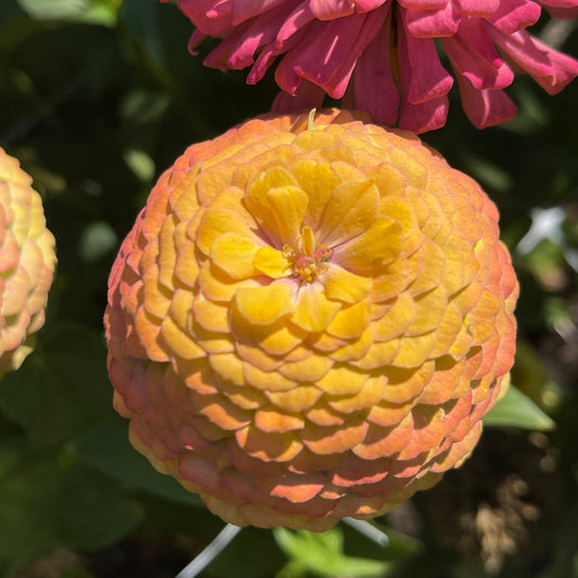 Seeds: Zinnia Solos - Gold Ombre - Sugar Moon Gardens