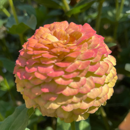 Seeds: Zinnia Solos - Gold Ombre - Sugar Moon Gardens
