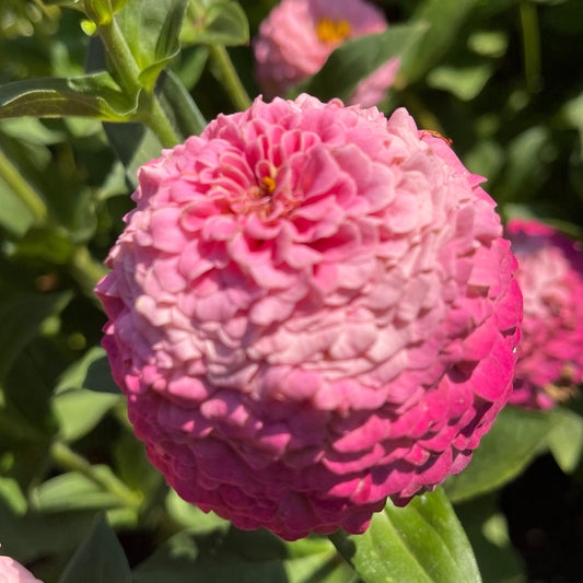 Seeds: Zinnia Solos - Bright Pink Ombre - Sugar Moon Gardens