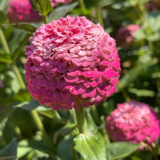 Seeds: Zinnia Solos - Bright Pink Ombre - Sugar Moon Gardens