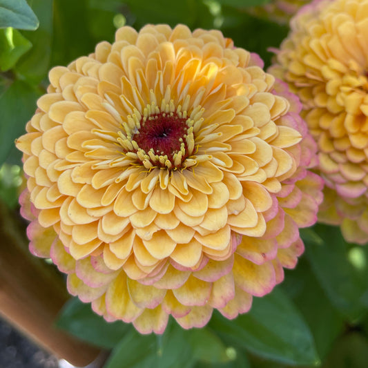 Seeds: Zinnia Solos - Apricot Double - Sugar Moon Gardens