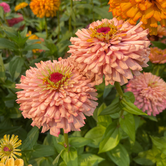 Seeds: Zinnia Solos - Coral Peach Cactus - Sugar Moon Gardens