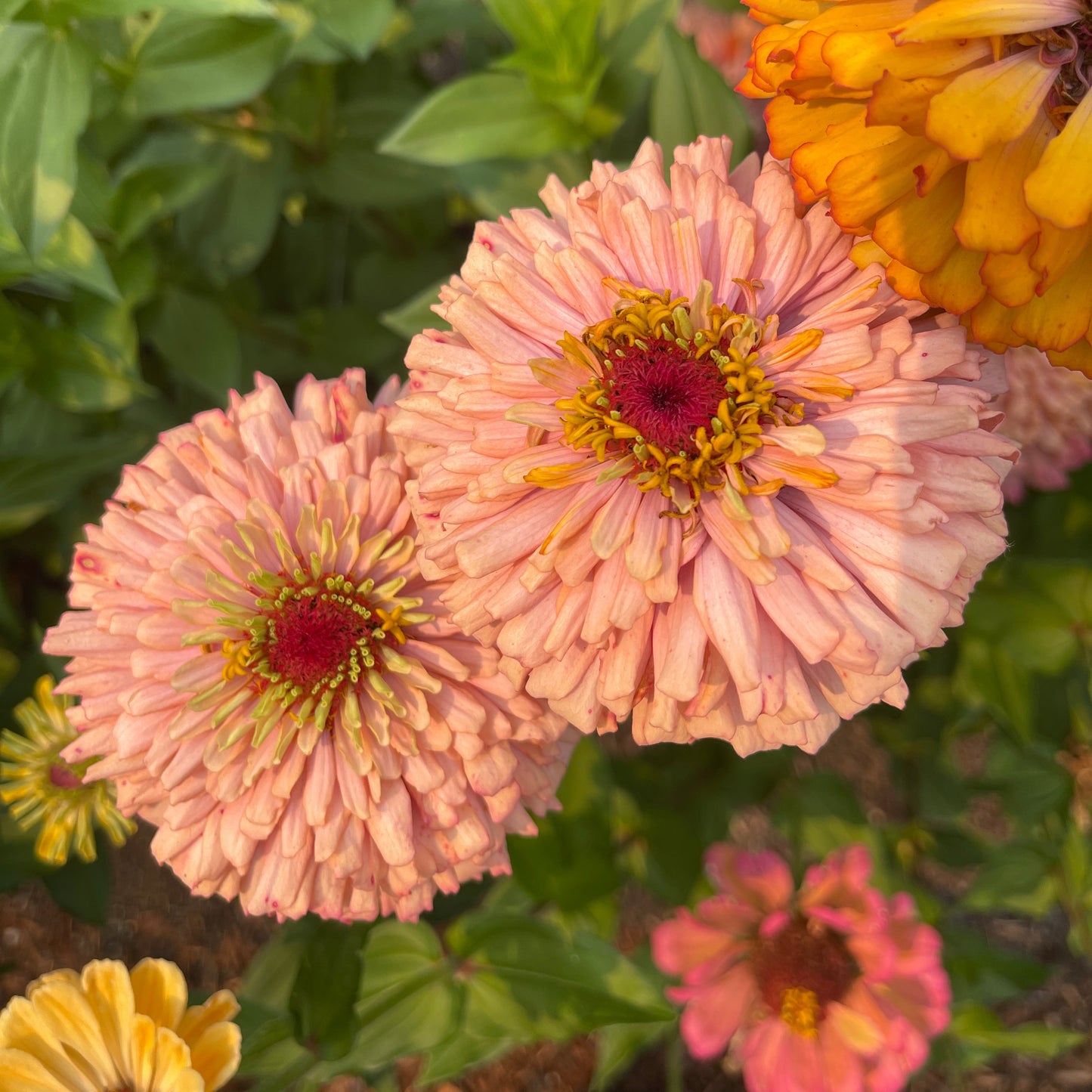 Seeds: Zinnia Solos - Coral Peach Cactus - Sugar Moon Gardens